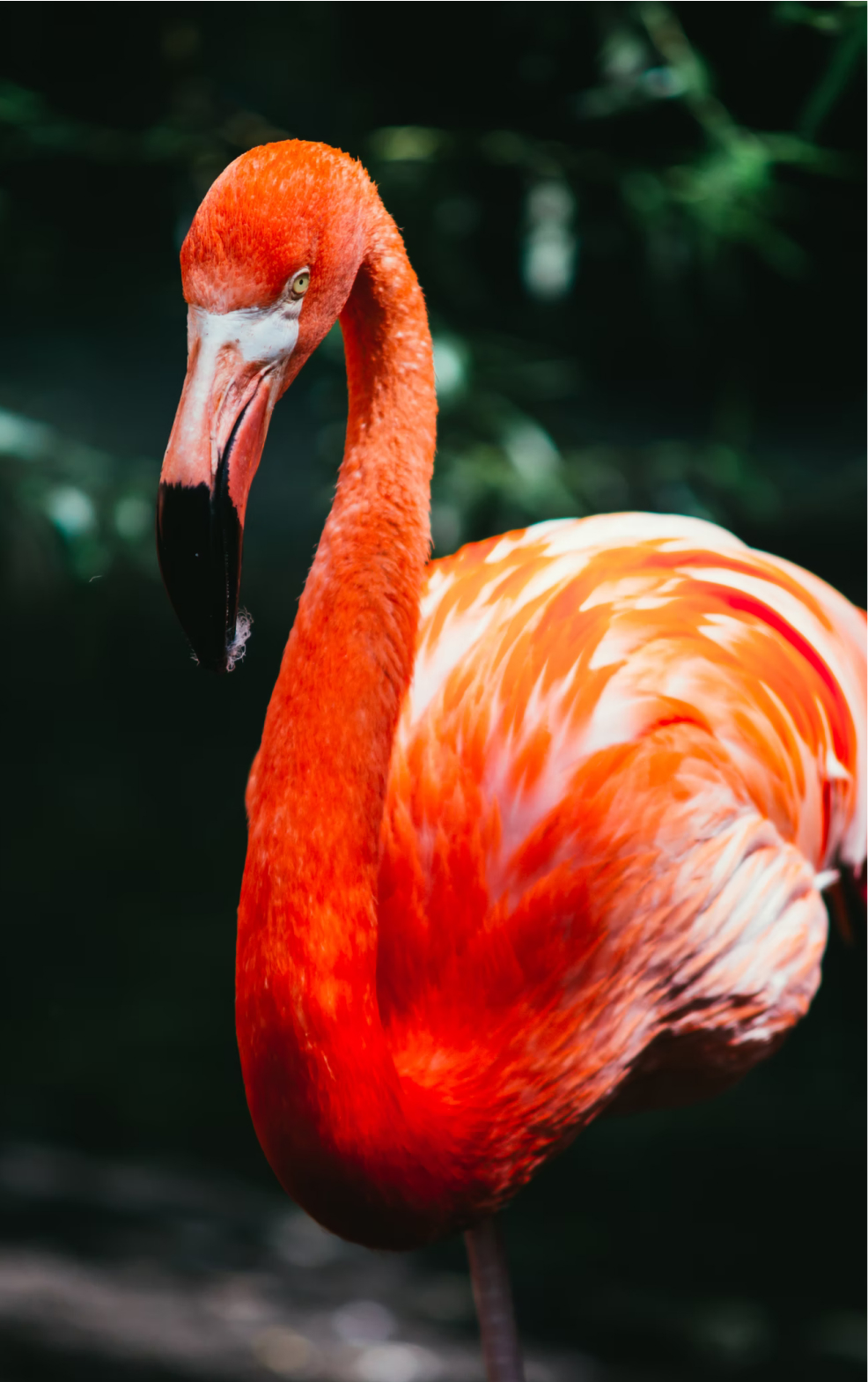 Flamingo in macro shot photography